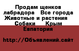 Продам щенков лабрадора - Все города Животные и растения » Собаки   . Крым,Евпатория